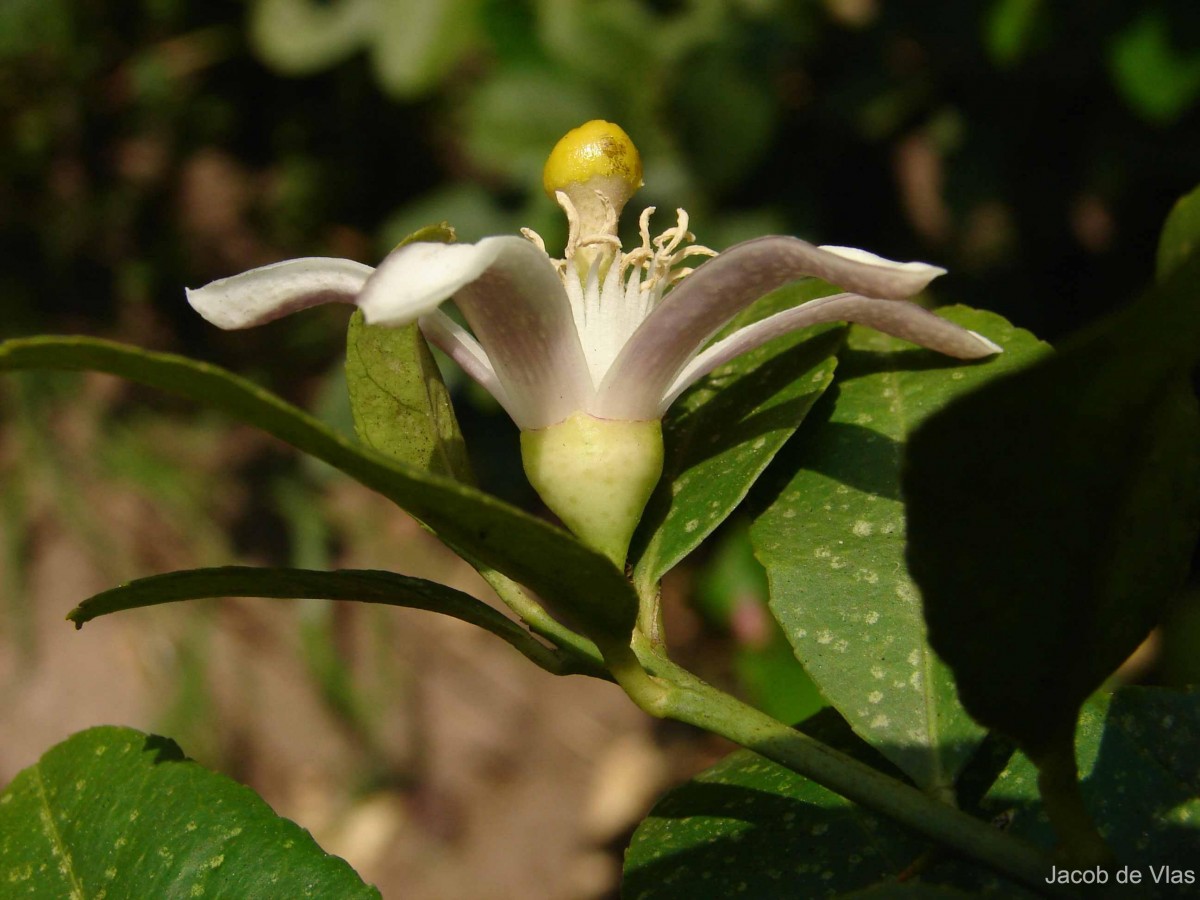 Citrus medica L.